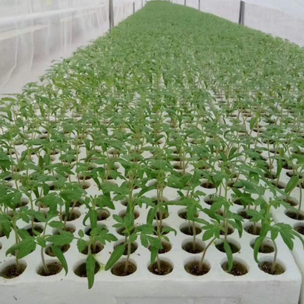 40 Pezzi Cubi di Lana per Colt - Hydroponic Kit recensione e prezzo