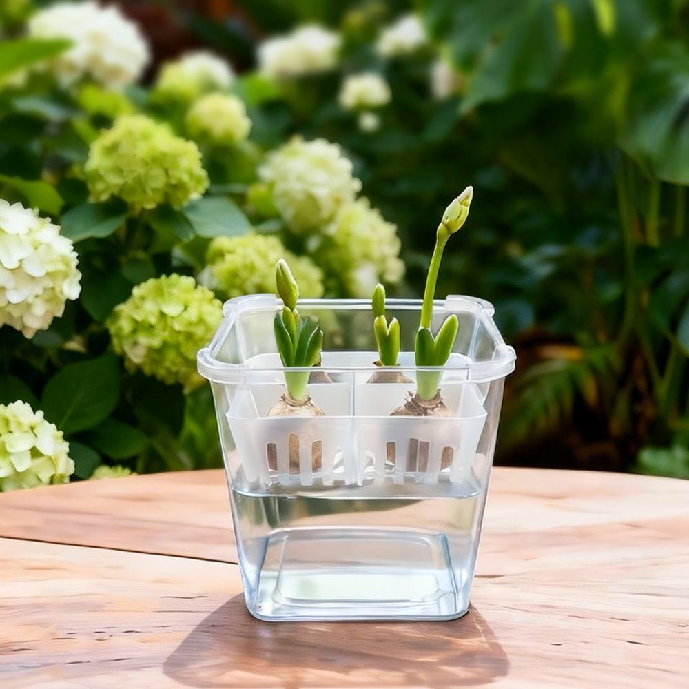 Vaso idroponico per tulipani e - Plant Pot recensione e prezzo