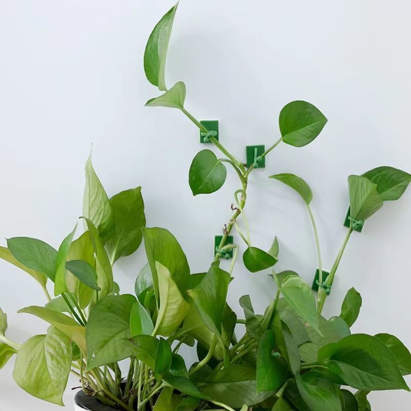 Clip Autoadesive per Piante Ra - Indoor Herb Garden recensione e prezzo