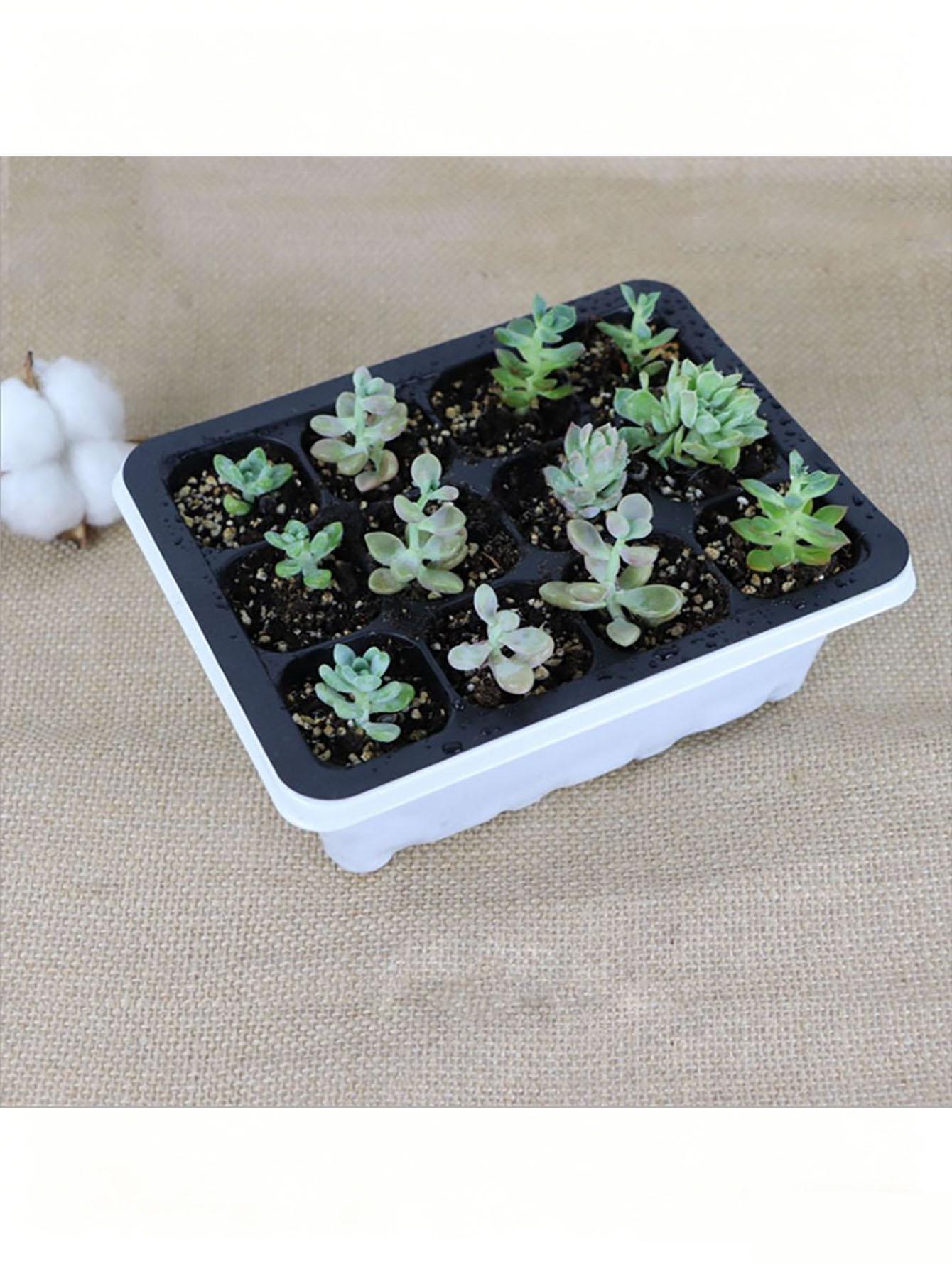 Vassoio per piantine da 1/2 pe - Seed Starter Tray recensione e prezzo
