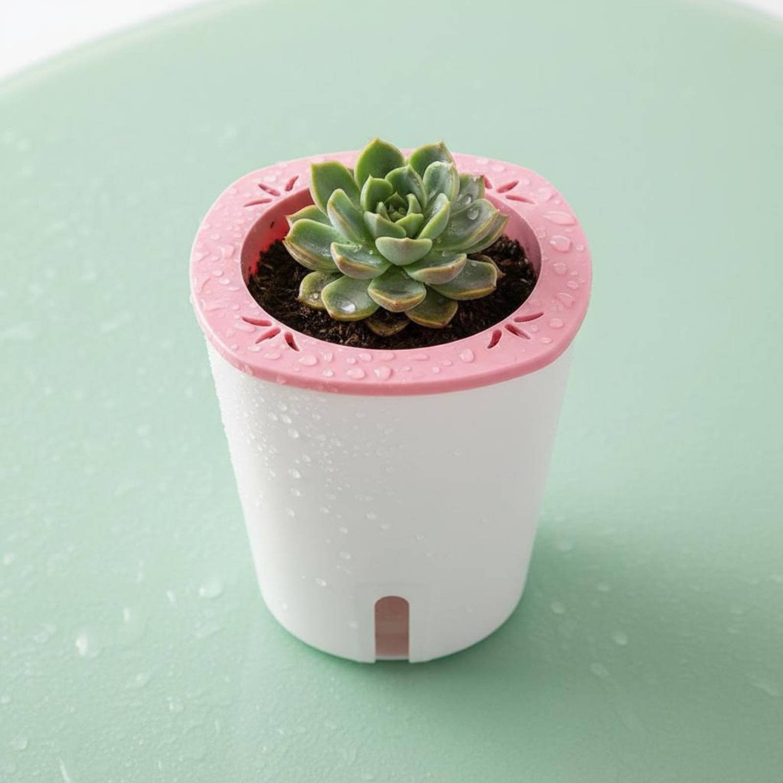 Vaso Autoirrigante di Grandi D - Self Watering Planter recensione e prezzo